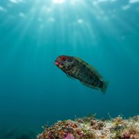 Hancock's Blenny
