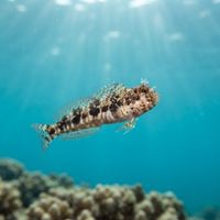 Secretary Blenny