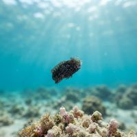 Medusa Blenny
