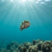Tiny spinyhead blenny with a reddish speckled face peeking out from a small hole in reef rock.