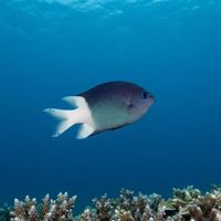 Spiny Chromis