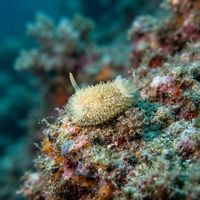 Hairy Spiny Doris nudibranch with warty grey-white body and fuzzy-looking tubercles on a dark rocky seabed.