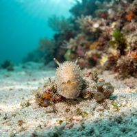 Black-tipped Spiny Doris