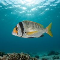 Twobar Seabream