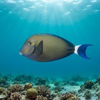 Ringtail Surgeonfish