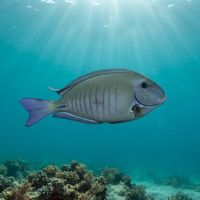 Doctorfish
