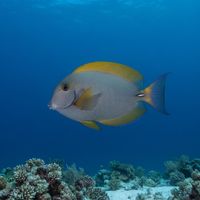 Eyestripe Surgeonfish