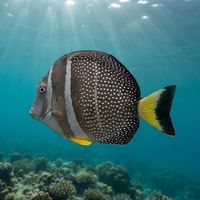 Whitespotted Surgeonfish