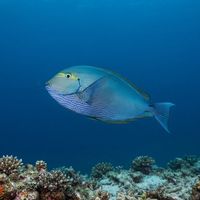 Elongate Surgeonfish