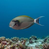 Epaulette Surgeonfish