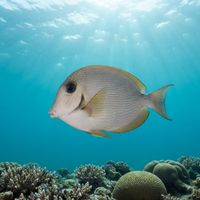 Bluelined Surgeonfish