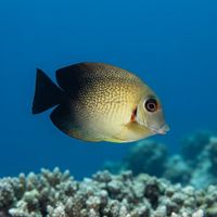 Chocolate Surgeonfish