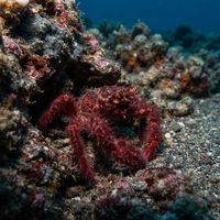 Orange Orang Utang Crab covered in long hair-like fibres clinging to soft coral polyps.