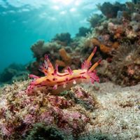 Sunset Knobbed Dorid