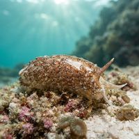 Aeolidia Filomenae nudibranch with fuzzy grey-brown cerata crawling on a cold-water reef surface.