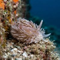 Shag-rug Aeolis