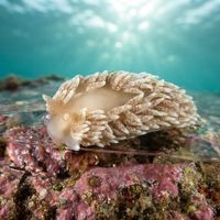 Orange-brown Aeolid