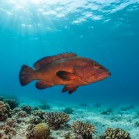 African Hind (Cephalopholis taeniops) underwater