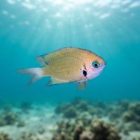 Adult agile chromis, a small slender grey-blue damselfish, hovering above a coral reef.