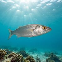 Adult mullet with silvery flanks and a torpedo-shaped body schooling in cool green water.