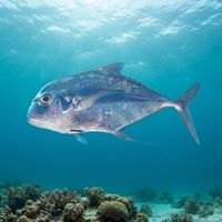 Adult African pompano with a deep silver body and long trailing dorsal filaments cruising over a rocky reef.