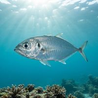 Herring Scad