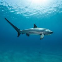 Thresher shark with an elongated scythe-like tail fin gliding through open blue water.