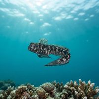Filament Blenny