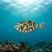Unicorn Filefish