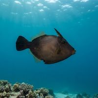 Broom Filefish