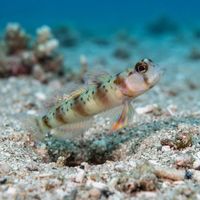 Arcfin Shrimpgoby