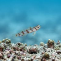 Diagonal Shrimpgoby