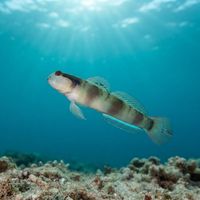 Masked Shrimpgoby
