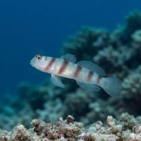 Steinitz' Shrimp Goby