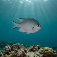 Maldives Damselfish