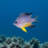 Adult whitebelly damselfish with a yellow-brown back, pale white belly, and blue-edged scales over a coral reef.