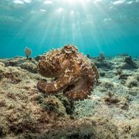 Plain-spot Octopus