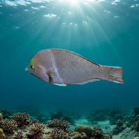 Pearl Wrasse