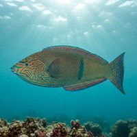 Geographic Wrasse