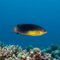 Yellowbreasted Wrasse