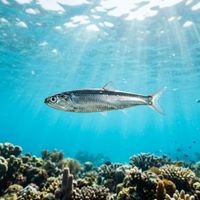 A dense, swirling school of anchovies with silver bodies and a pale lateral stripe, photographed in open blue water.