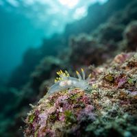 Atlantic Ancula