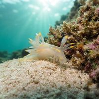 Pacific Ancula