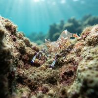 Small translucent anemone shrimp with faint markings perched on the tentacles of a sea anemone.