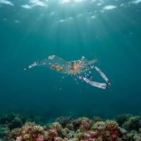 Graceful Anemone Shrimp