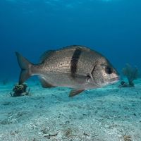 Adult sargo with a dark grey front half, silvery rear half, and a stocky deep body near a rocky reef.