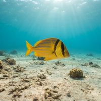 Panamic Porkfish