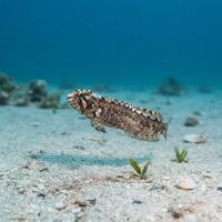 High Cockscomb
