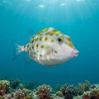 Western Smooth Boxfish