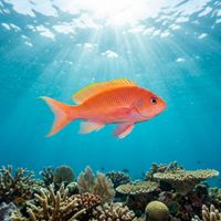 A school of orange and pink anthias fish hovering above a coral reef structure in blue water.